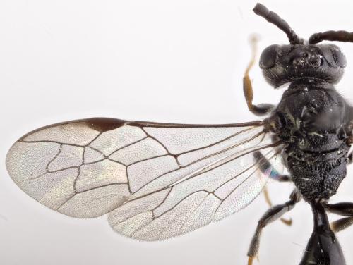 Psenulus concolor
